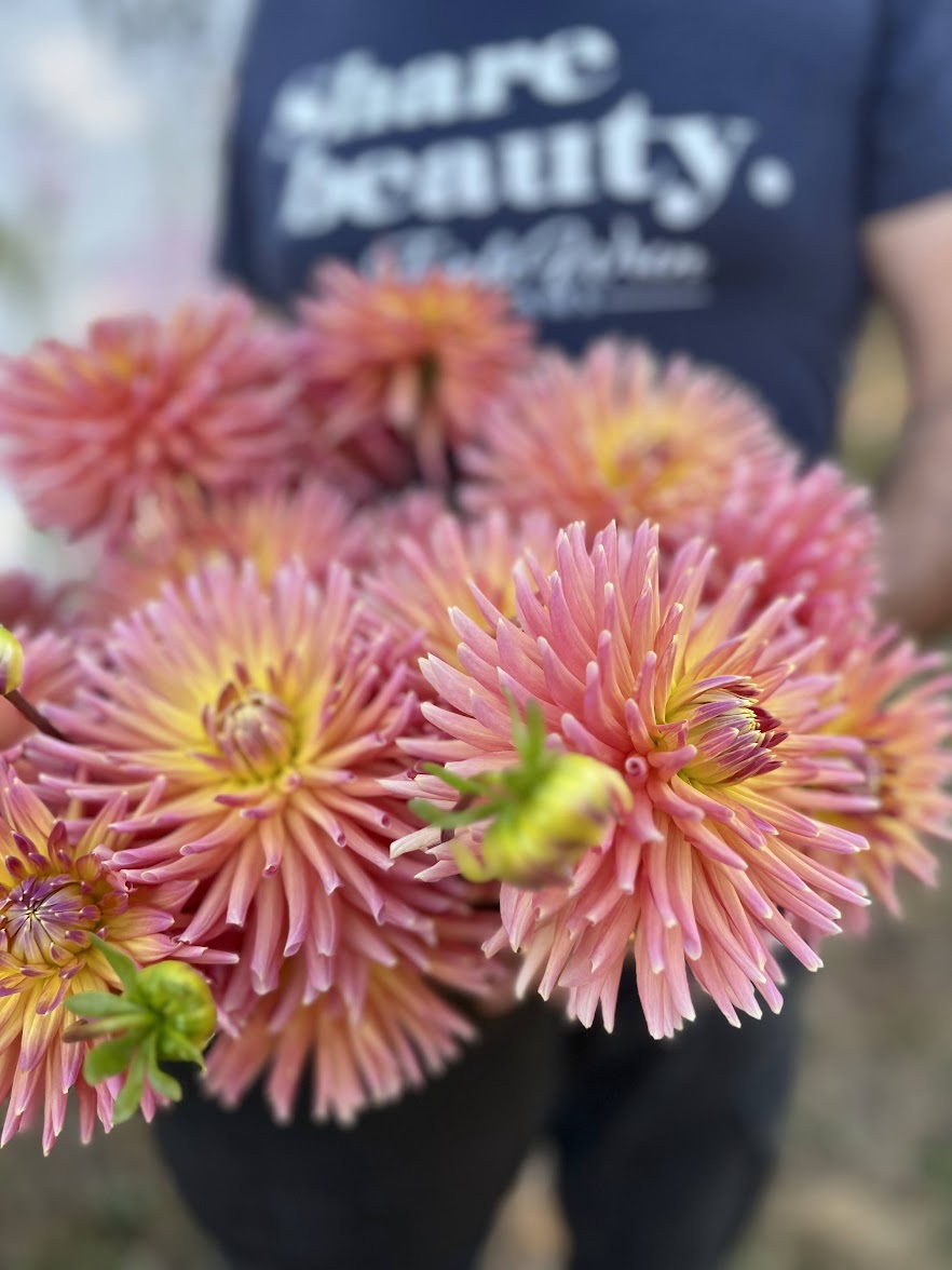 Buy Peggy's Peach Dahlia Tubers from Triple Wren Farms for your home garden