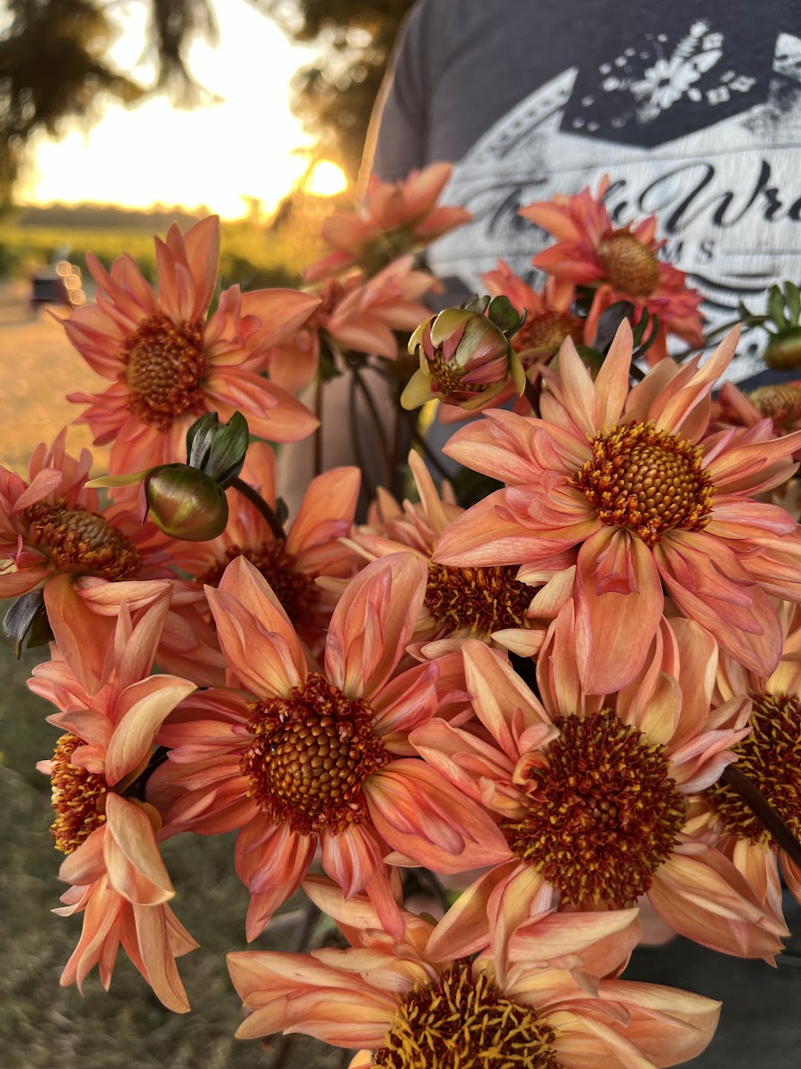 buy Bloomquist Hummer dahlia tubers from Triple Wren Farms for your home garden