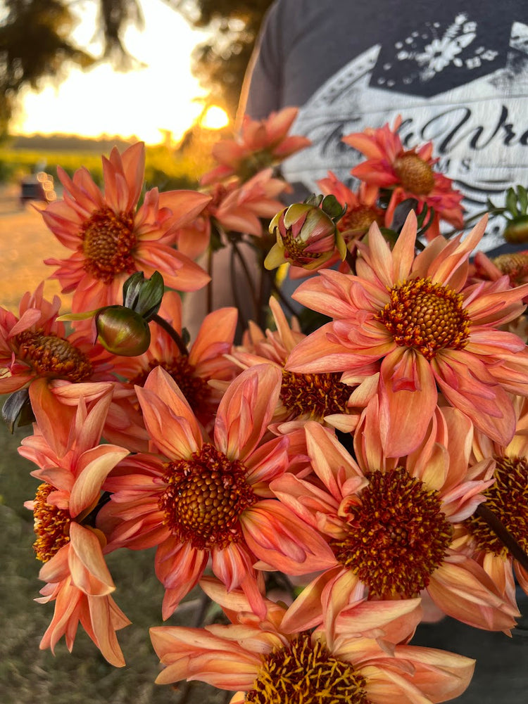 Bloomquist Hummer Dahlia Tuber – Triple Wren Farms