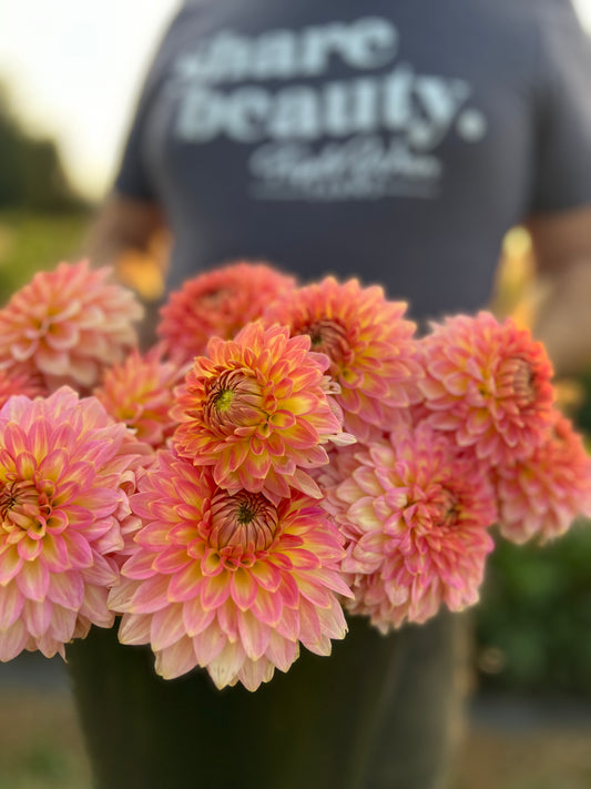 Buy Oreti Adele dahlia from Triple Wren Farms