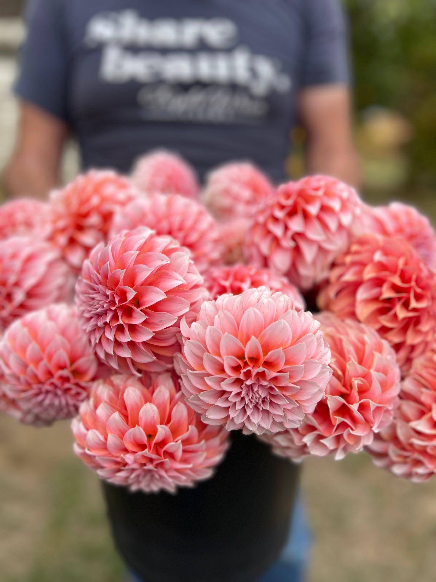 Peaches-n-Cream Dahlia Tuber