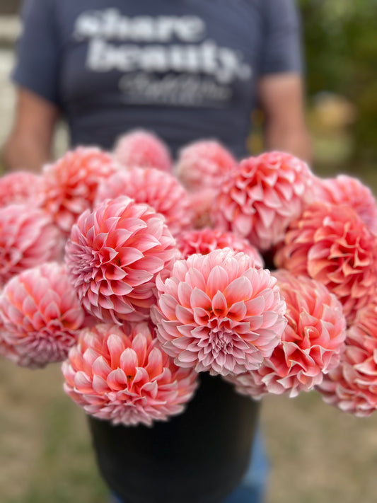 Buy Peaches n Cream Dahlia Rooted Cuttings from Triple Wren Farms