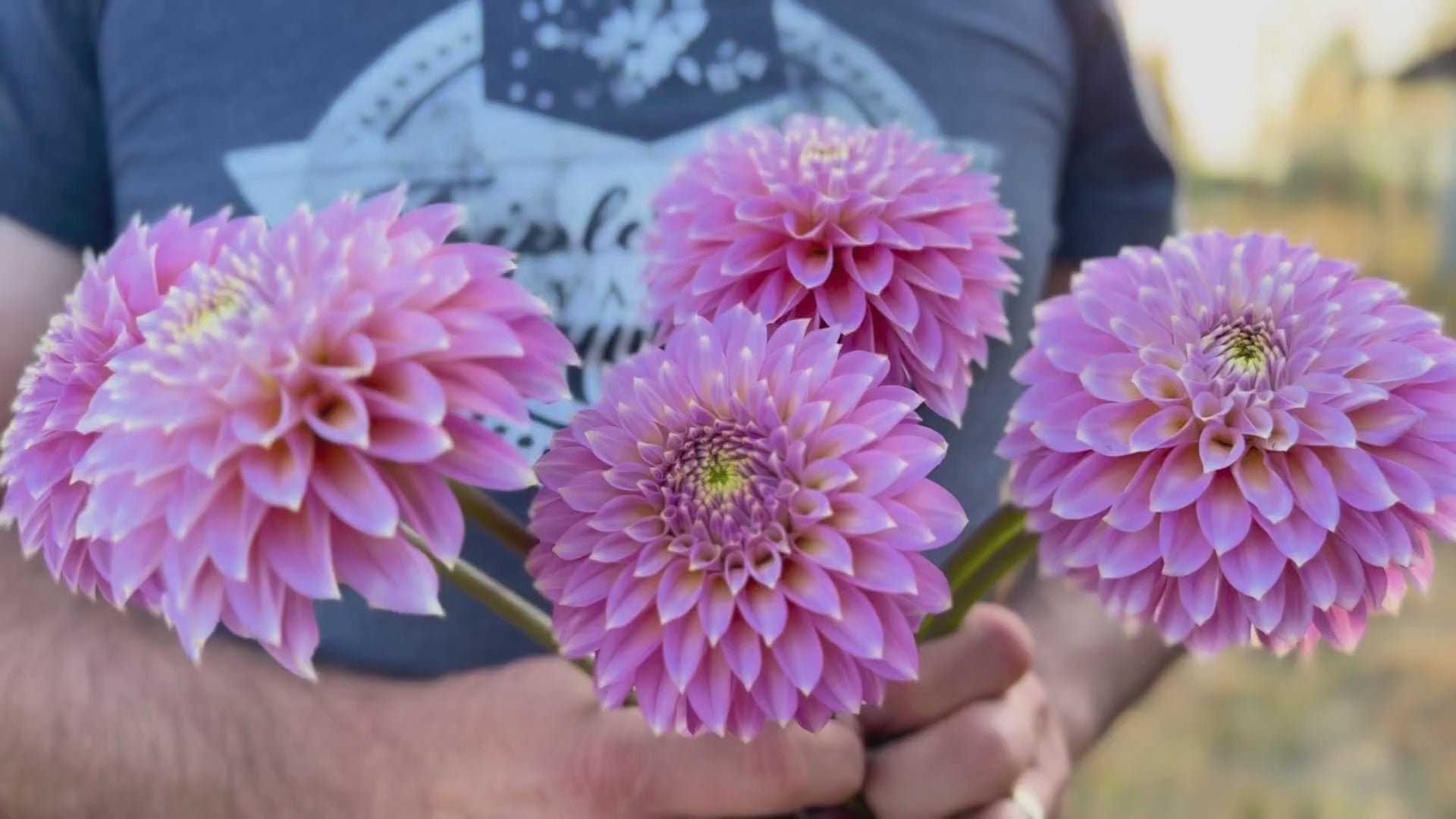 Bloomquist Essence Light Purple  Dahlia Video Tissue Culture Rooted Cutting