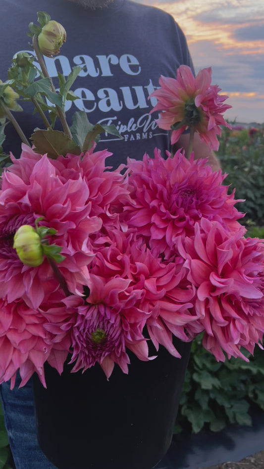 Tubercule de dahlia perle rose de Wyn