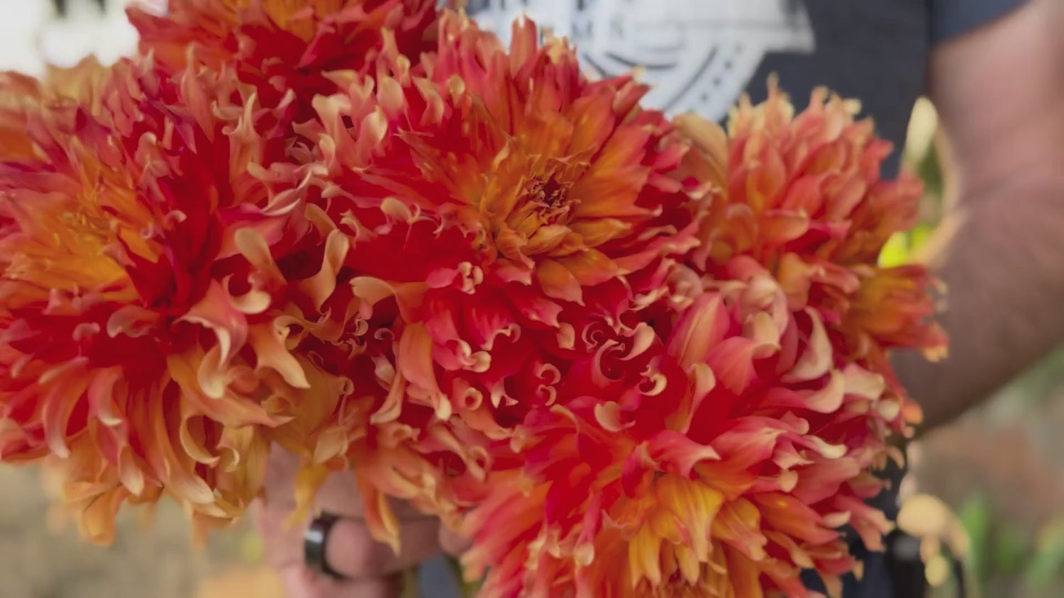 Bloomquist Wild Dahlia Video Tissue Culture Rooted Cutting