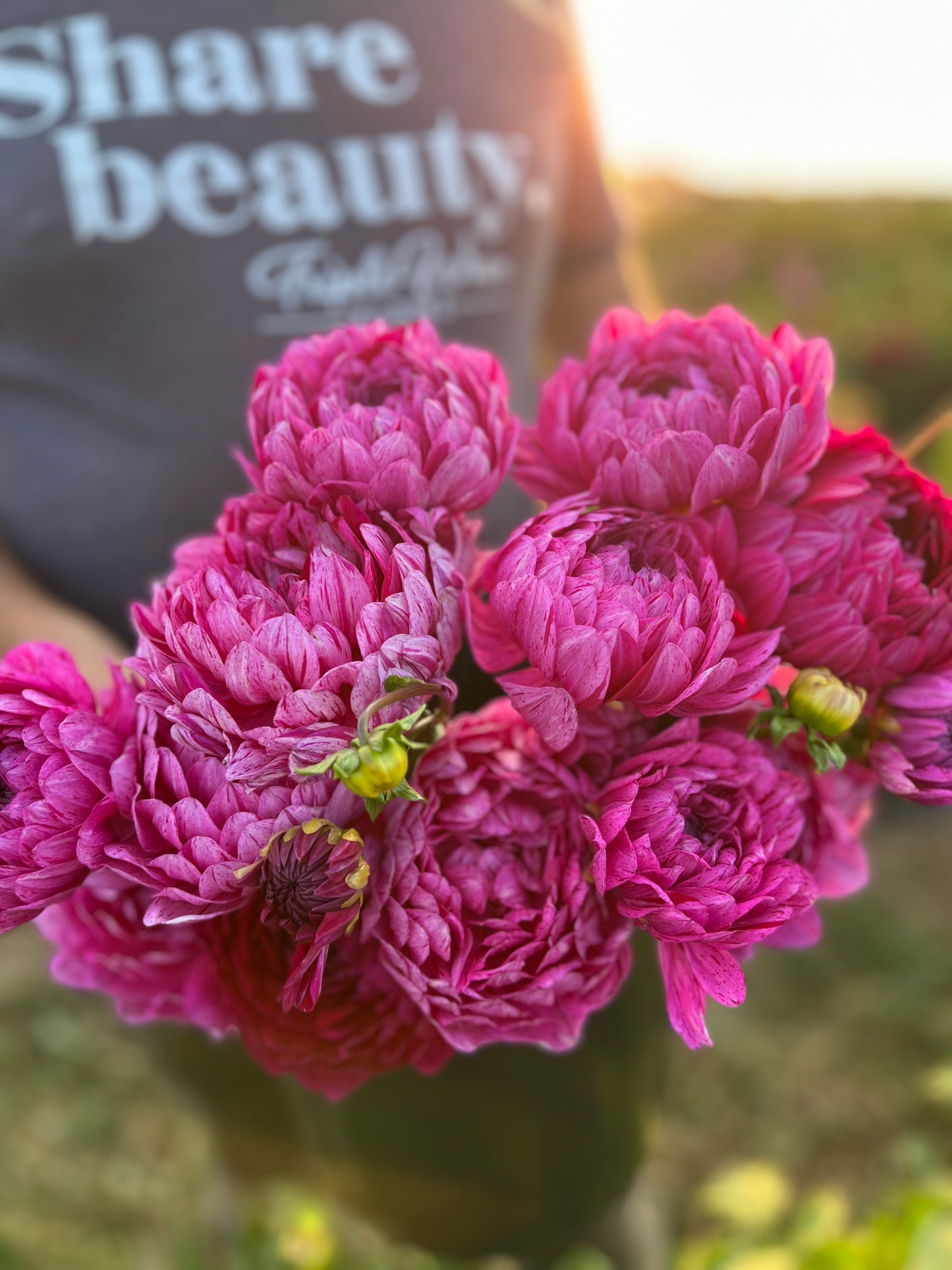 Sandia Cancan Dahlia Buy from Triple Wren Farms