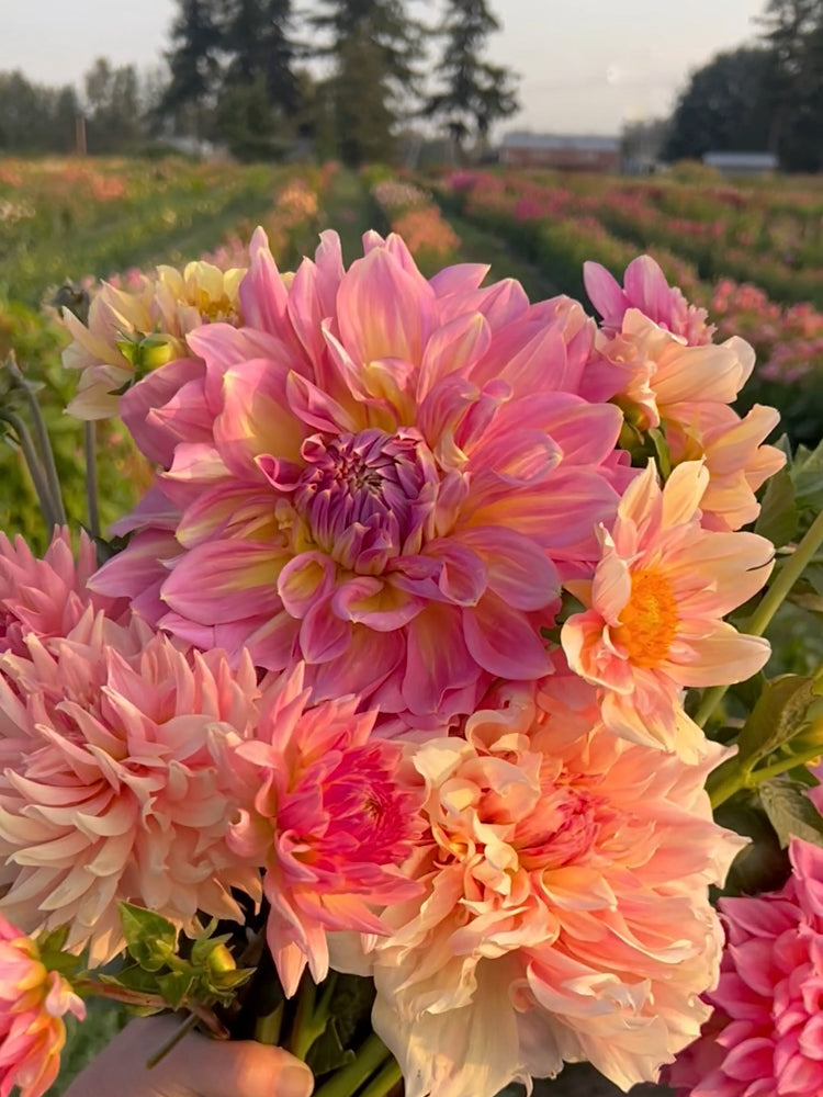 Strawberry Ice Dahlia Tuber