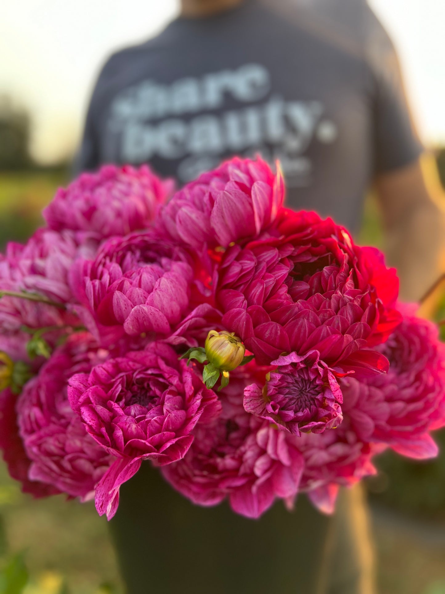 Sandia Cancan Dahlia Buy from Triple Wren Farms