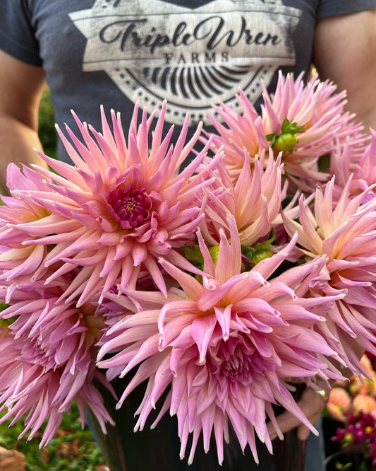 Mauve and Pink and Purple and Light Pink and Pale Pink Wyn's Mauve Mist