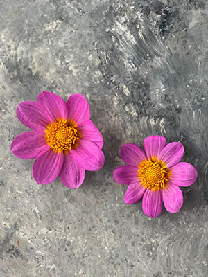 Bloomquist Dainty Dahlia Tuber