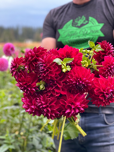 Tahoma Velvet Dahlia Tuber