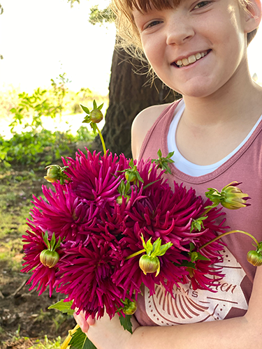 Bloomquist Azores Dahlia Tuber