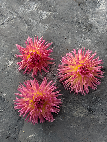 Pink and Light Pink and Light yellow and yellow Bloomquist Mildred S dahlia tubers from Triple Wren Farms 