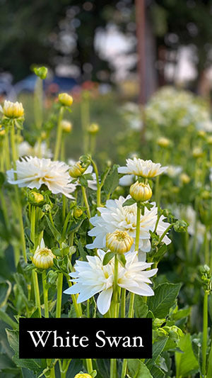 Tubercule de dahlia Cygne Blanc