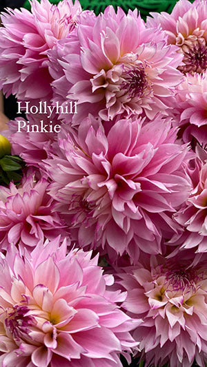 Hollyhill Pinkie Dahlia Tuber