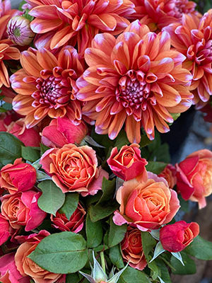 buy RobAnn Creamsicle Dahlia Tubers from Triple Wren Farms for your home garden