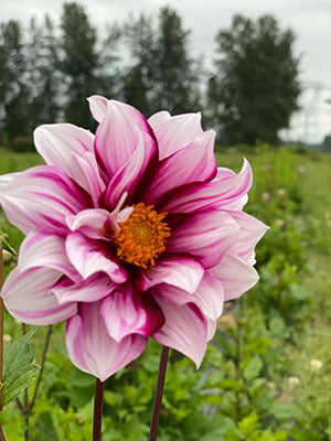 Tubercule de dahlia Edge of Joy