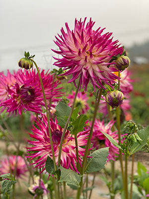 Bloomquist Splash Dahlia Tuber