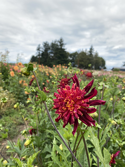 Bloomquist Cracker Dahlia Tuber