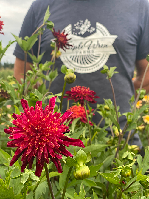 Bloomquist Cracker Dahlia Tuber