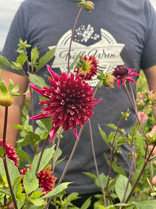 Bloomquist Puff Dahlia Tuber