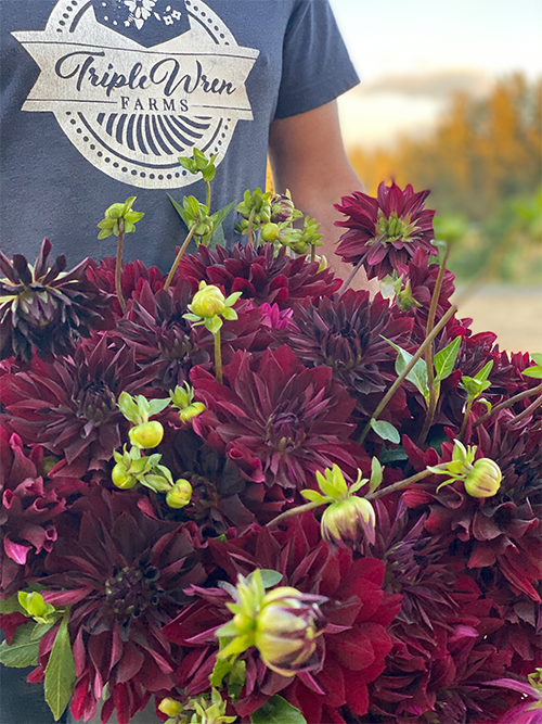 Rip City Dahlia Tubers from Triple Wren Farms