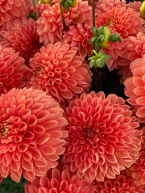 Pink and Coral and Peach Jowey Linda Dahlia Tuber from Triple Wren Farms