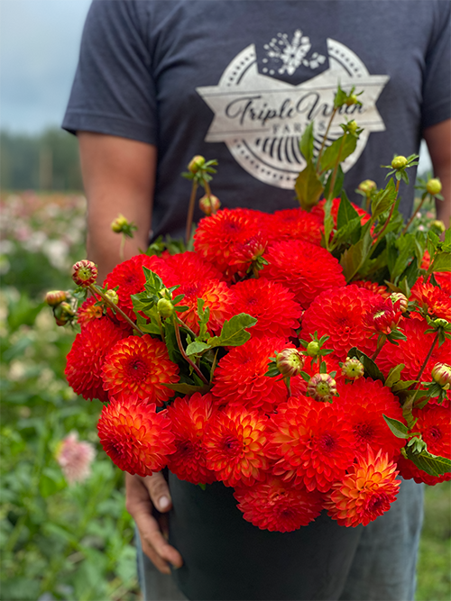 Tubercule de dahlia Mardy Gras