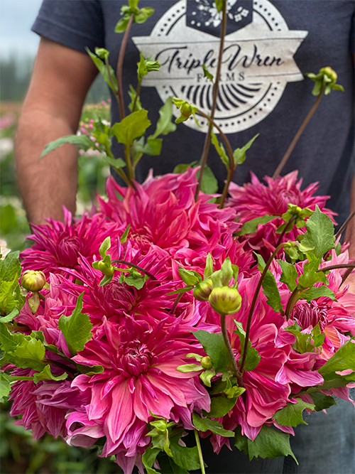 Pink and Fuchsia Penhill Dark Monarch Dahlia Tubers from Triple Wren Farms