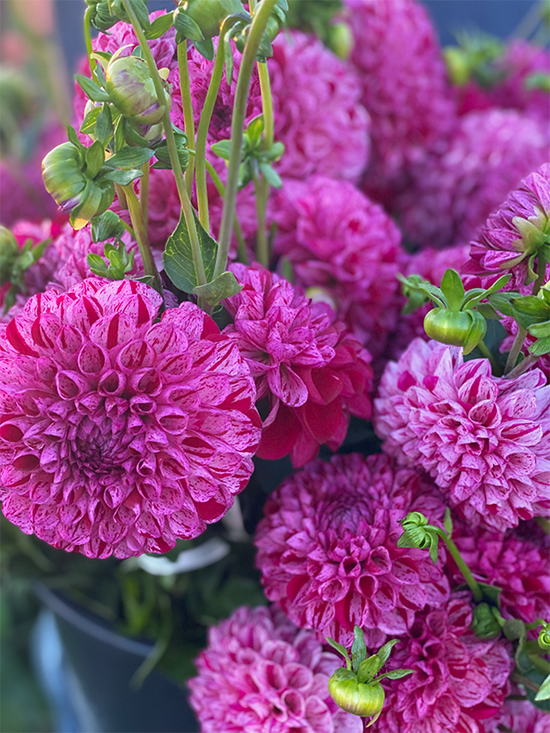 AC White Rabbit Dahlia Tuber – Triple Wren Farms