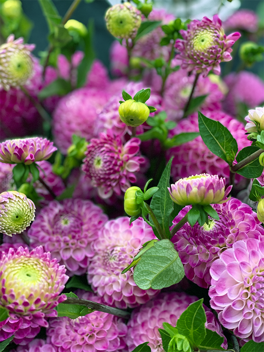 Purple and Plum and white HollyHill Liz Dahlia Tuber from Triple Wren Farms