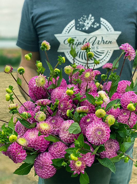 HollyHill Liz Dahlia Tuber from Triple Wren Farms