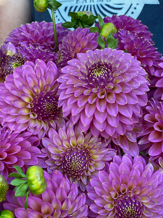 Skipley Spot of Gold Dahlia Tuber