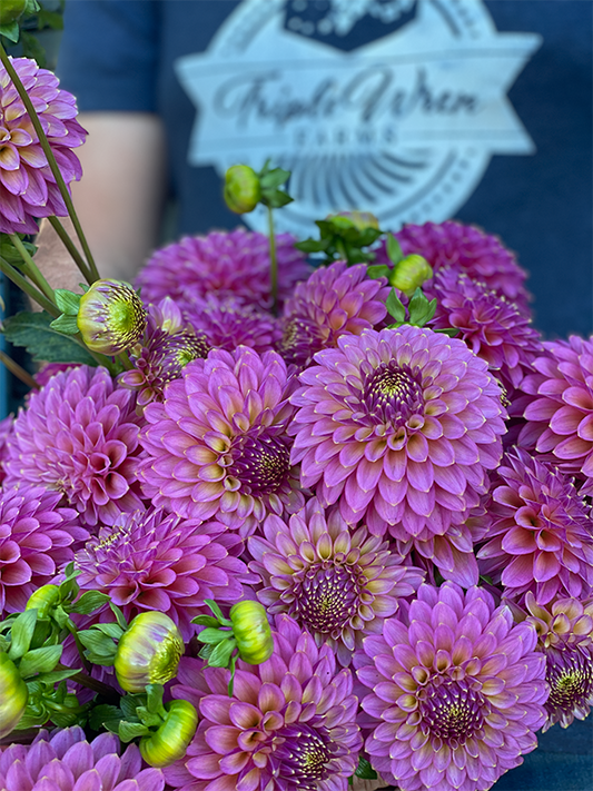 Skipley Spot of Gold Dahlia Tuber
