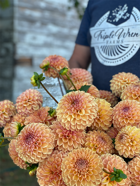 Valley Tawny Dahlia Tuber