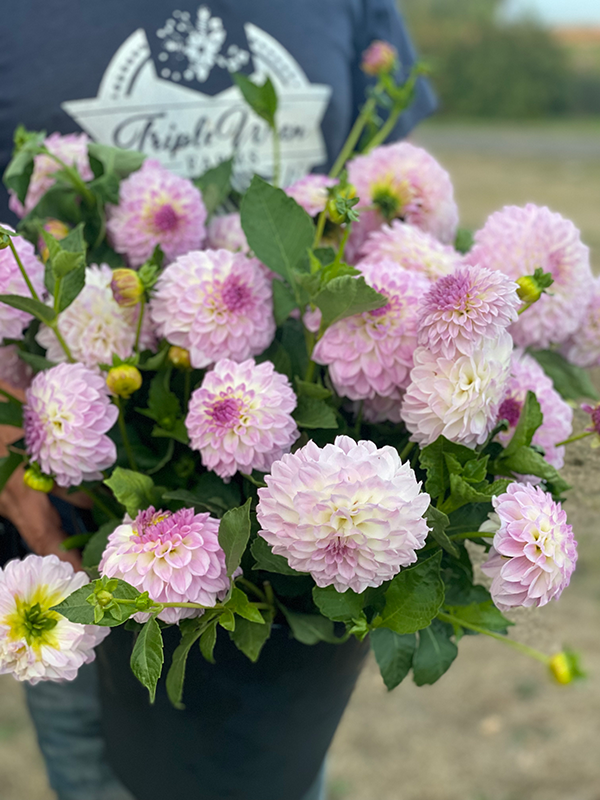 Bistro dahlia tuber from Triple Wren Farms