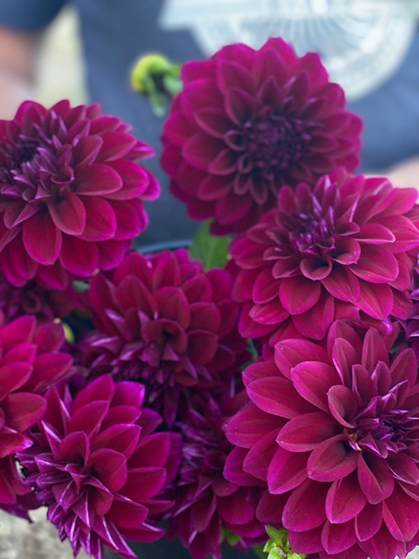 Plum and Chocolate and Purple dahlia tubers Bloomquist Awesome from Triple Wren Farms