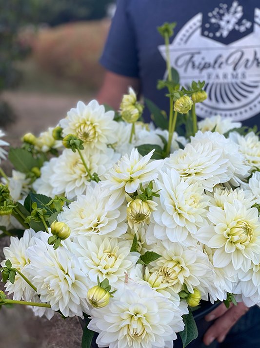 Tubercule de dahlia Cygne Blanc