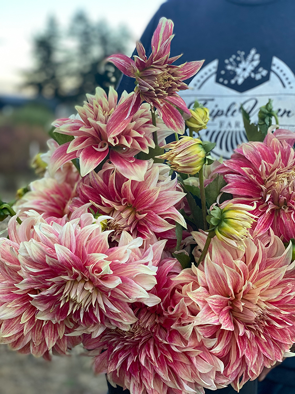 Ice Cube Dahlia Tuber from Triple Wren Farms