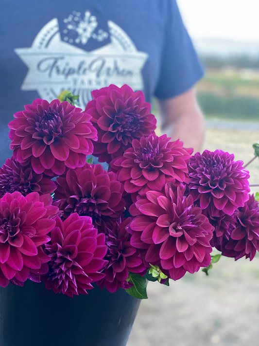 Bloomquist Awesome dahlia tubers from Triple Wren Farms