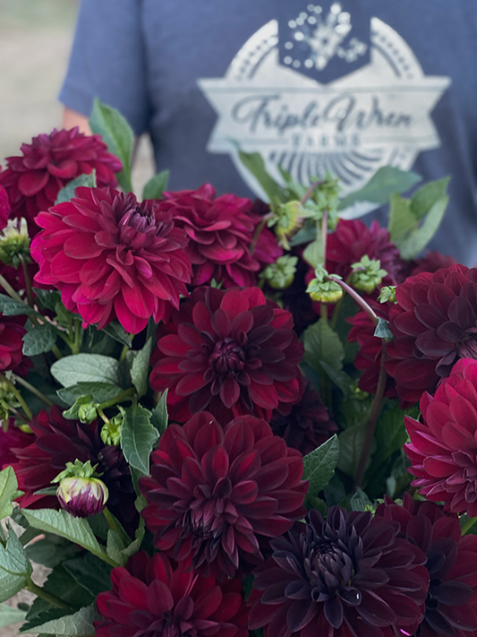 Fidalgo Knight Dahlia Tuber from Triple Wren Farms