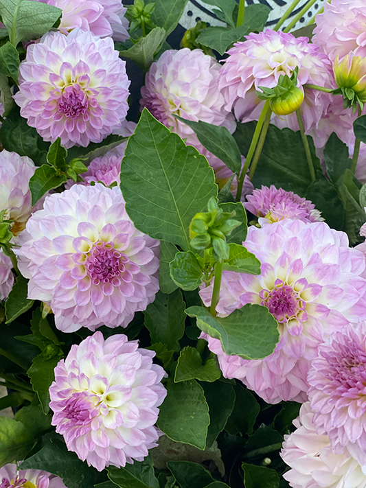 Lavender and White dahlia tuber Bistro from Triple Wren Farms