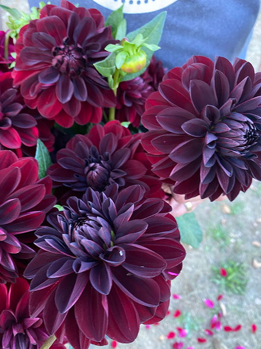 Black and Dark Red and Plum and Chocolate Fidalgo Knight Dahlia Tuber from Triple Wren Farms