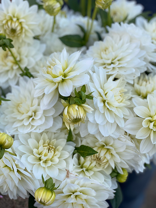 Tubercule de dahlia Cygne Blanc