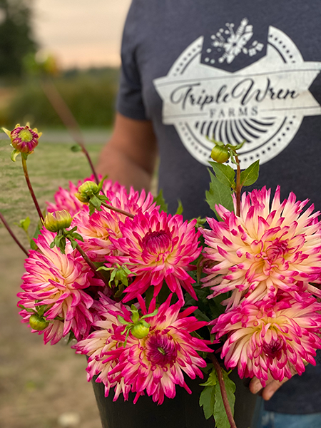Vista Whitney Dahlia Tubers from Triple Wren Farms