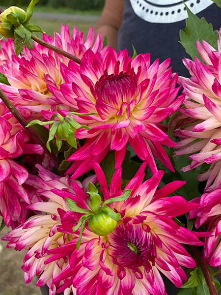 Pink and Fuchsia and Light Pink and Light Yellow Vista Whitney Dahlia Tubers from Triple Wren Farms