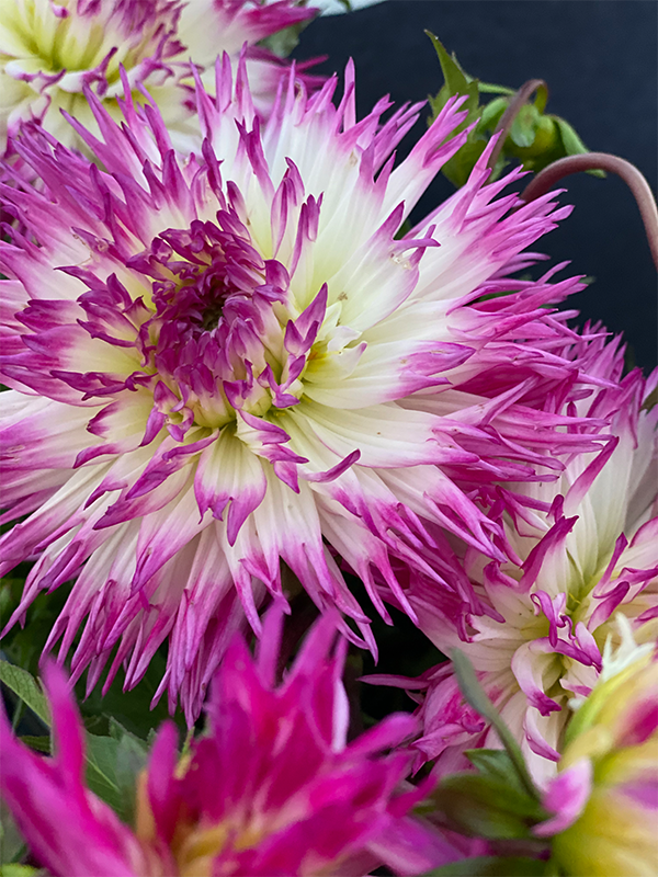 Fuchsia and Purple and Lavender dahlia tubers Anna Mari from Triple Wren Farms