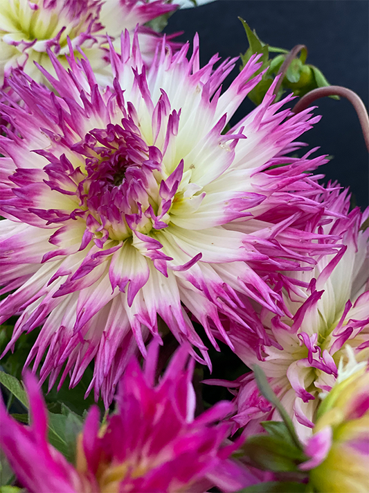 Fuchsia and Purple and Lavender dahlia tubers Anna Mari from Triple Wren Farms