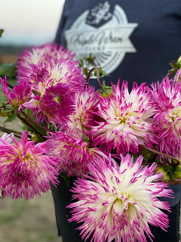 Anna Mari dahlia tubers from triple Wren Farms