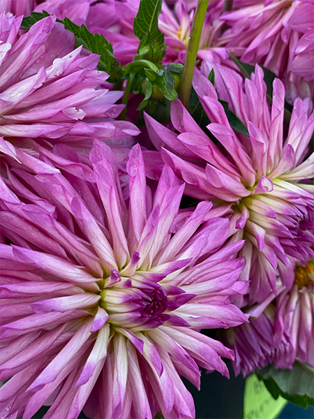 Buy Bloomquist Pincushion Dahlia Tubers from Triple Wren Farms for your home garden